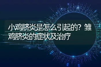 小鸡脐炎是怎么引起的？雏鸡脐炎的症状及治疗