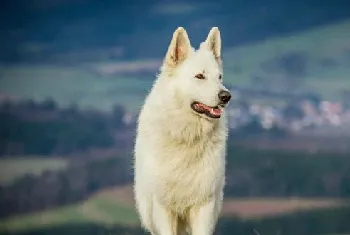 狗狗冠状是什么症状