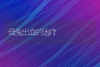 母兔出血的治疗