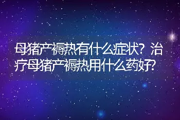 母猪产褥热有什么症状？治疗母猪产褥热用什么药好?