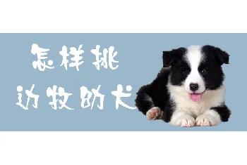 怎样挑边牧幼犬