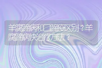 羊腐蹄病和口蹄疫区别？羊腐蹄病快治疗方法？