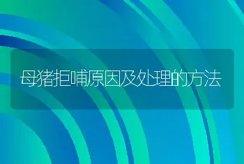 母猪拒哺原因及处理的方法