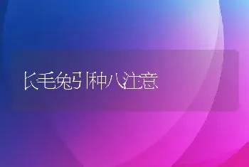 长毛兔引种八注意