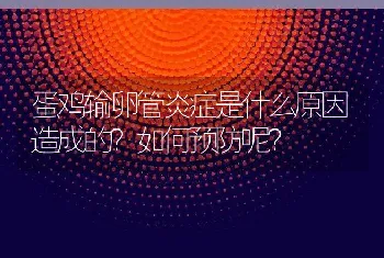 蛋鸡输卵管炎症是什么原因造成的？如何预防呢？