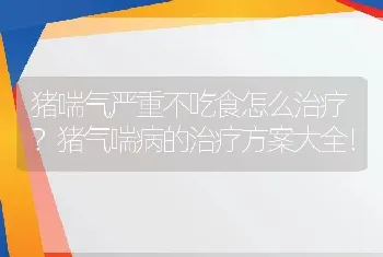 猪喘气严重不吃食怎么治疗？猪气喘病的治疗方案大全！