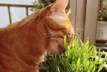 家里养这些植物对猫咪好，猫奴必读！