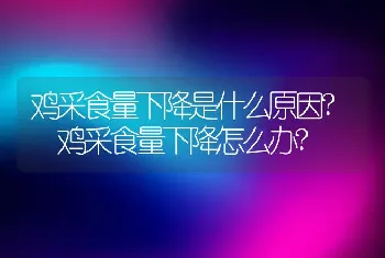 鸡采食量下降是什么原因?	鸡采食量下降怎么办?