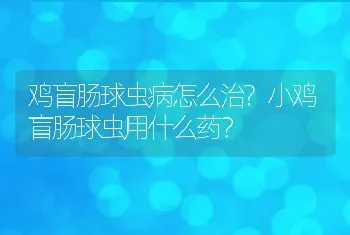 鸡盲肠球虫病怎么治?小鸡盲肠球虫用什么药？