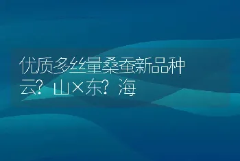 优质多丝量桑蚕新品种――云?山×东?海