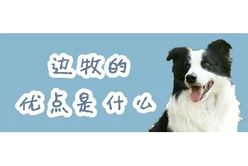 边牧的优点是什么