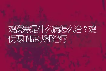 鸡窝寒是什么病怎么治？鸡伤寒的症状和治疗