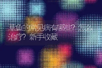 草鱼的常见病有哪些？怎么治疗？新手收藏