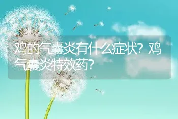 鸡的气囊炎有什么症状？鸡气囊炎特效药？