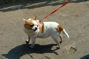 怎样让幼犬拒绝陌生人的食物?