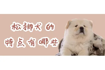 松狮犬的特点有哪些