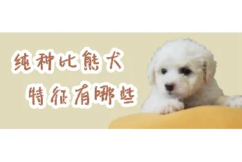 纯种比熊犬特征有哪些