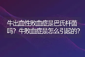 牛出血性败血症是巴氏杆菌吗？牛败血症是怎么引起的？