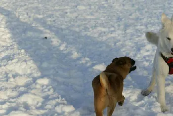 狗狗携带狂犬病毒能活多久