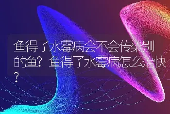 鱼得了水霉病会不会传染别的鱼?鱼得了水霉病怎么治快?