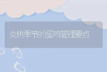 炎热季节的蛋鸡管理要点