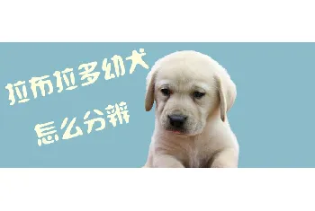 拉布拉多幼犬怎么分辨