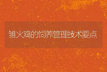 雏火鸡的饲养管理技术要点