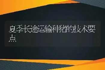 夏季长途运输种猪的技术要点