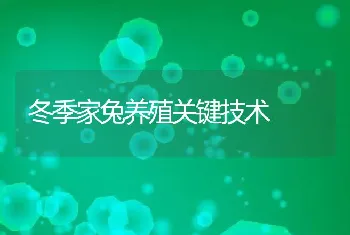 冬季家兔养殖关键技术