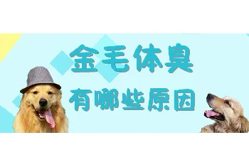 金毛体臭有哪些原因