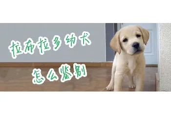 拉布拉多幼犬怎么鉴别