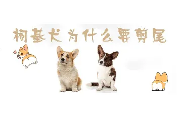 柯基犬为什么要剪尾