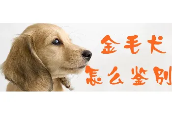 金毛犬怎么鉴别