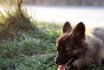 何时更换幼犬粮比较好