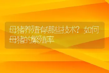 母猪养殖有哪些技术?如何母猪的繁殖率