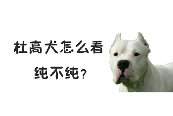 杜高犬怎么看纯不纯