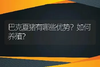 巴克夏猪有哪些优势？如何养殖？