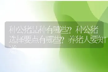 种公猪品种有哪些？种公猪选择要点有哪些？养猪人要知道