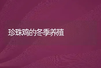 珍珠鸡的冬季养殖