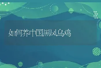 如何养中国黑凤乌鸡