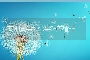 南阳黄牛种公牛饲养管理