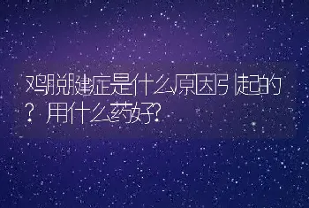 鸡脱腱症是什么原因引起的?用什么药好?