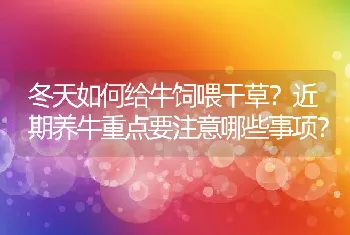 冬天如何给牛饲喂干草？近期养牛重点要注意哪些事项？