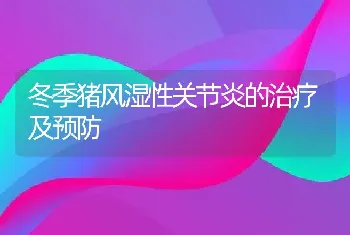 冬季猪风湿性关节炎的治疗及预防