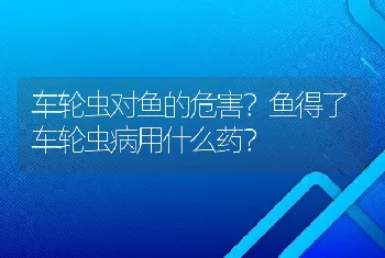 车轮虫对鱼的危害？鱼得了车轮虫病用什么药？