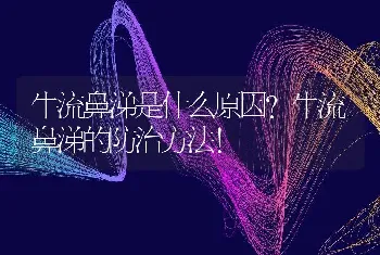 牛流鼻涕是什么原因？牛流鼻涕的防治方法！