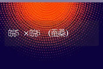 皖5×皖6（蚕桑）