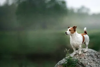 狗狗吃什么对毛好