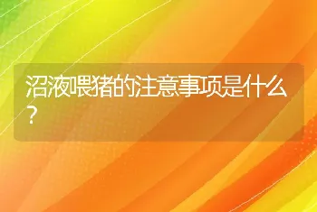 沼液喂猪的注意事项是什么？