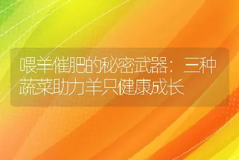 喂羊催肥的秘密武器：三种蔬菜助力羊只健康成长